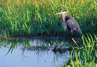 Great Blue Heron in Taylor Slough, Everglades, Florida Fine Art Print