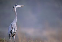 Great Blue Heron Fine Art Print