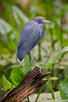 Little Blue Heron, Corkscrew Swamp Sanctuary, Florida Fine Art Print