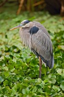 Great Blue Heron bird Corkscrew Swamp  Florida Fine Art Print