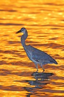 Great Blue Heron in Golden Water at Sunset Fine Art Print