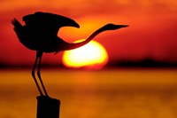 Silhouette of Great Blue Heron Stretching Neck at Sunset Fine Art Print
