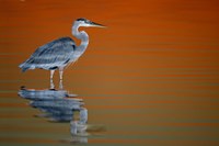 Great Blue Heron in Water at Sunset Fine Art Print