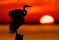 Silhouette of Great Blue Heron Stretching Wings at Sunset Fine Art Print