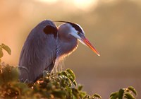 Great Blue Heron Perches on a Tree at Sunrise in the Wetlands Fine Art Print