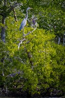 Florida Great Blue Heron, bird, Rookery Bay Fine Art Print