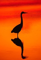 Great Blue Heron Fishing at Sunset Fine Art Print