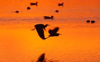 Great Blue Herons Flying at Sunset Fine Art Print