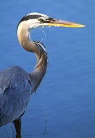 Doomed Great Blue Heron, Venice, Florida Fine Art Print