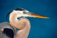 Great Blue Heron, Sanibel Island Fine Art Print