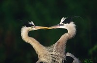 Great Blue Heron Pair, Venice, Florida Fine Art Print