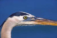 Great Blue Heron, Sanibel Island, Florida Fine Art Print