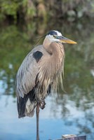Florida Orlando Great Blue Heron at Gatorland Fine Art Print
