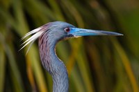 Florida St Augustine, Little Blue Heron at the Alligator Farm Fine Art Print