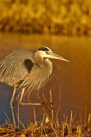 Great Blue Heron bird, Bosque del Apache, New Mexico Fine Art Print