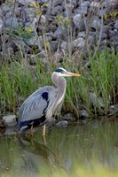 Great Blue Heron bird Maumee Bay Refuge, Ohio Fine Art Print