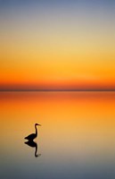 Great Blue Heron at Sunset, Port Aransas, Texas Fine Art Print