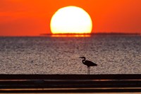 Sunset, Great Blue Heron, Laguna Madre, Texas Fine Art Print