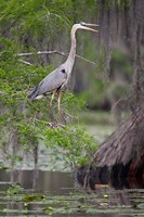 Great Blue Heron bird, Caddo Lake, Texas Fine Art Print