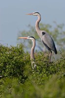 Great Blue Heron, pair in habitat, Texas Fine Art Print