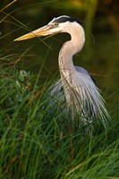 Great Blue Heron, stalking prey in wetland, Texas Fine Art Print