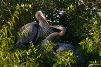 Great Blue Heron, pair in habitat, Texas Fine Art Print