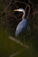 Great Blue Heron roosting, willow trees, Texas Fine Art Print