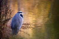 Washington, Seabeck Great Blue Heron bird Fine Art Print