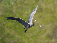 Washington Great Blue Heron flies with branch in its bill Fine Art Print