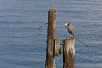 WA, Seattle, Great Blue Heron bird, Elliott Bay Fine Art Print