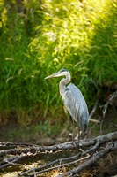 Great Blue Heron, Washington State Fine Art Print