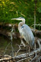 Washington State, Great Blue Heron Fine Art Print