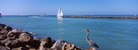Great Blue Heron perching on a rocks Fine Art Print