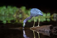 Little Blue Heron Fine Art Print