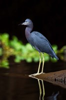 Little Blue Heron, Costa Rica Fine Art Print