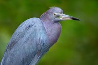Little Blue Heron), Tortuguero, Costa Rica Fine Art Print