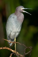 Little Blue Heron (Egretta caerulea), Tortuguero, Costa Rica Fine Art Print
