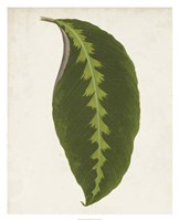 Graphic Leaf I Framed Print