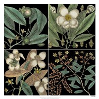 Graphic Botanical Grid V Fine Art Print