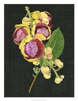 Couroupita Guianensis I Fine Art Print