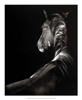 Scratchboard Sunstruck Fine Art Print