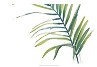 Palm Wonderful V Fine Art Print