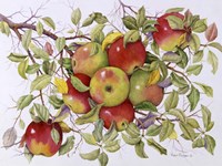 Apples Fine Art Print