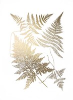 Gold Foil Ferns III Fine Art Print