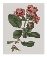 Floral Gems I Fine Art Print
