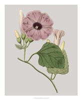 Floral Gems IV Framed Print