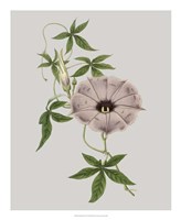 Floral Gems VI Framed Print