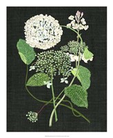 White Hydrangea Study I Fine Art Print