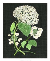 White Hydrangea Study II Fine Art Print