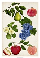 Fruit Collection I Framed Print